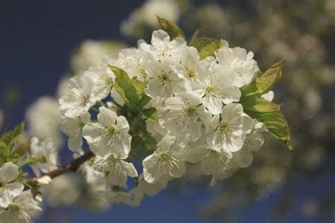 Founded in 1947, berkeley is the oldest and largest wholesale florist supply company in south florida with over 100 varieties of fresh flowers from around the world, and all of the supplies you need to create floral arrangements. Stella Cherry - Trees | seattle.gov