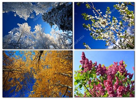 Four Seasons Nature In Spring Summer Autumn And Winter Stock Photo