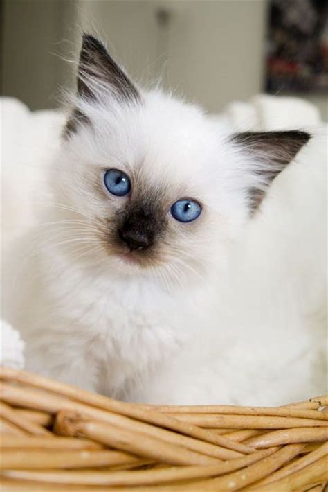 117 Best Images About Persians Himalayan And Rag Doll Kittens On