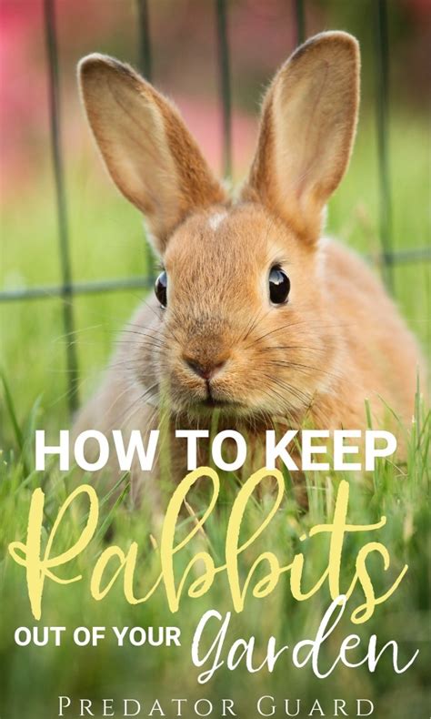 Or visit our learning center for articles on how to raise chickens. How to keep Rabbits out of the Garden - Predator Guard ...