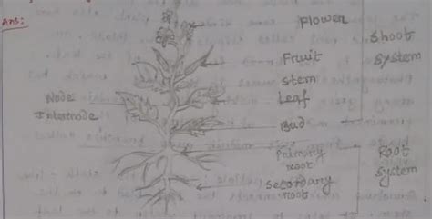 How do plants make their food draw and explain the process. Telangana SCERT Class 6 Science Chapter 9 Plants Parts and ...