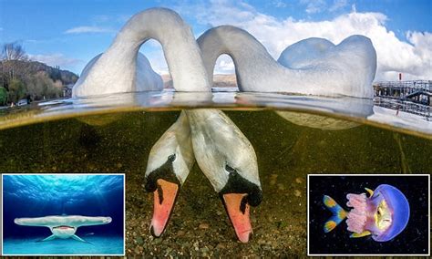 Intertwined Swans Is Crowned Underwater Photo Of The Year Daily Mail