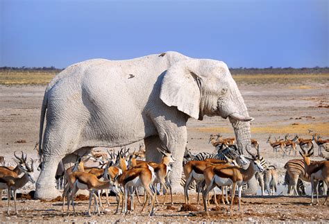 These pics are all white! Adorable white animals caught on camera