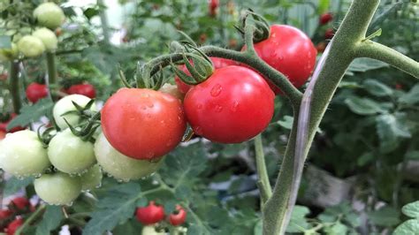 Dica De Ouro Como Podar Tomateiro Cultivada Em Sacada De Apartamento