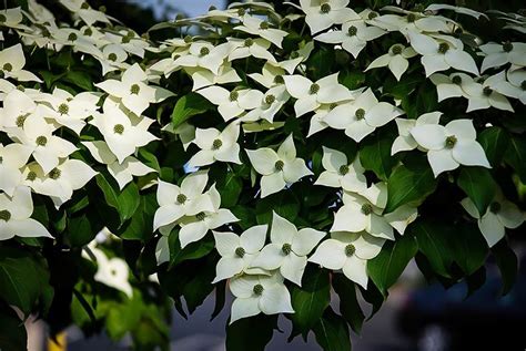 Native americans planted their crops, particularly corn, when the dogwoods bloomed. White Kousa Dogwood | The Tree Center™