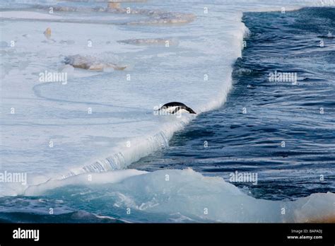 Cute Lone Adelie Penguin Running For Water Diving Off Melting Pack Ice