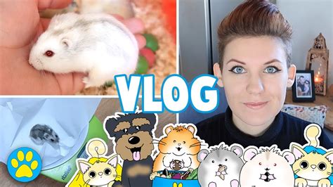 Taming Baby Hamsters New Merchandise Monthly Hamster Weights Youtube