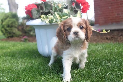 See more of cavalier king charles puppies for sale on facebook. Cavalier King Charles puppies for sale - This is a 7 week ...
