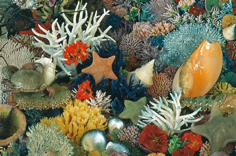 Coloured coral collection | Queensland Historical Atlas
