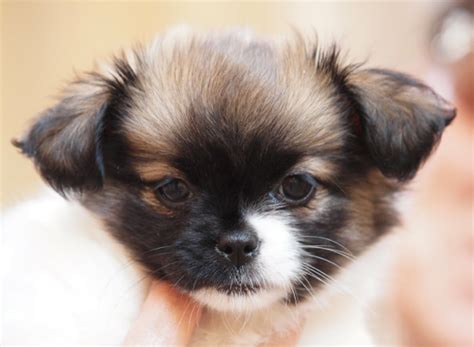 Despite their small stature, this small dog grows up to be very bold. Shih Tzu Chihuahua Mix | Cute dog mixes, Chihuahua mix puppies, Chiweenie puppies