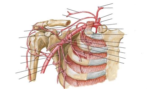 11 Axillary Artery Branches Diagram Quizlet