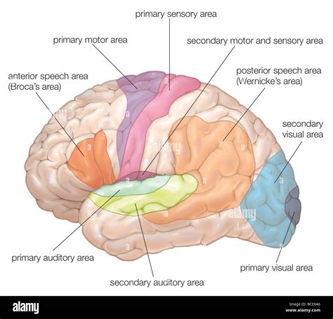 Diagram Of The Lateral View Of The Human Brain Showing The Stock Photo