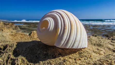 Free Images Beach Sea Nature Sand Rock Summer Material Shell Invertebrate Seashell