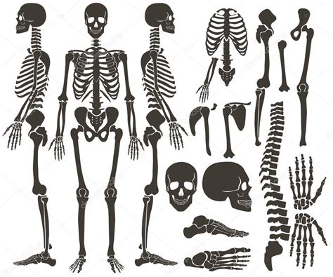 Huesos Humanos Esqueleto Negro Oscuro Colección De Siluetas Alto