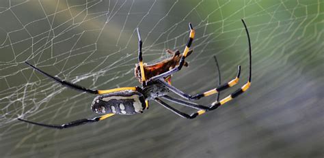 How much does it cost to get rid of spiders? How to Get Rid of Spiders Naturally 100% Working