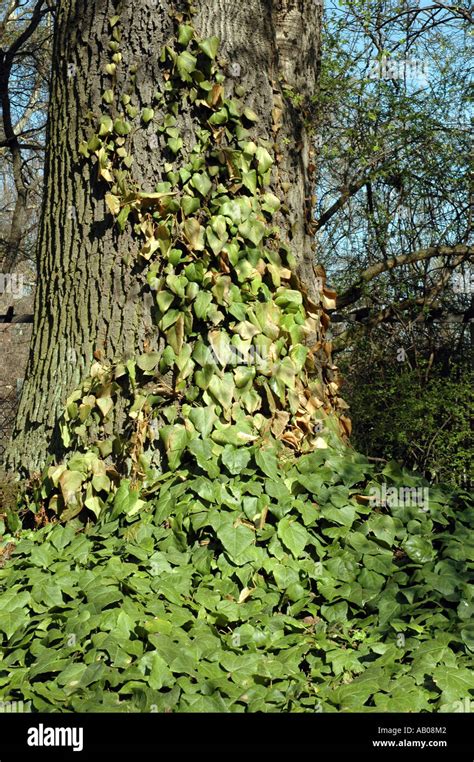 Ash Tree Root Stock Photos And Ash Tree Root Stock Images Alamy