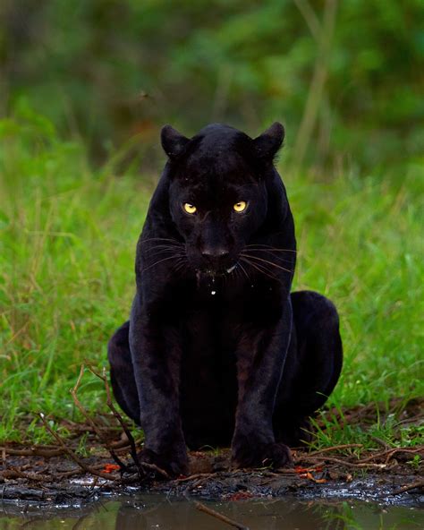Photographer Takes ‘once In A Lifetime Shot Of Black Panther And
