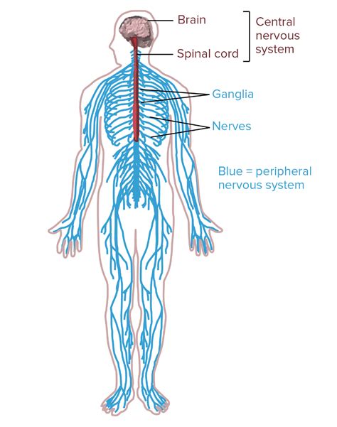 The central nervous system (cns) consists of the brain and the spinal cord, while the peripheral nervous system (pns) consists of sensory neurons this was an overview of the human nervous system function and structure along with a labeled diagram. Overview of neuron structure and function (article) | Khan ...