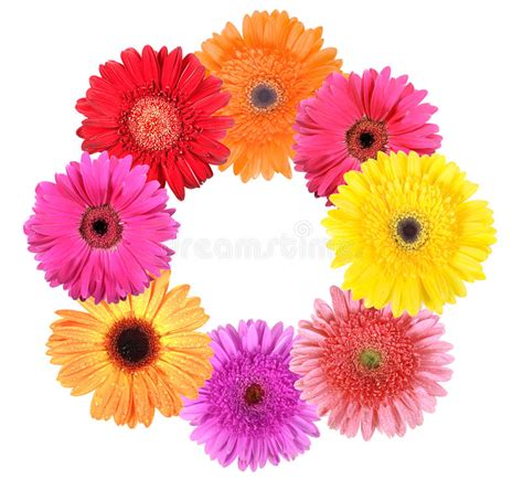 Flower Border Stock Photo Image Of Floral Flower Bright 3566532