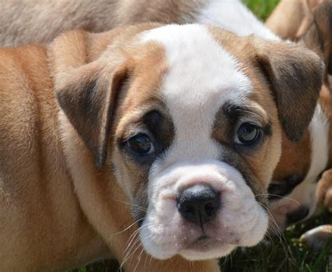 Will come utd on shots/deworming and vet checked before leaving. Olde English Bulldogge Puppies For Sale for Sale in ...