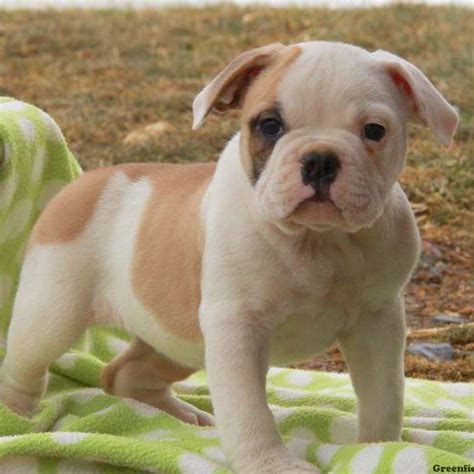 English Bulldog Puppies For Sale Black River Falls Wi 248661