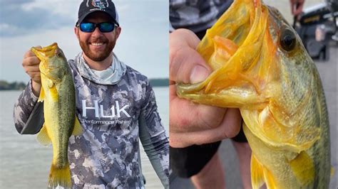 Bentonville Angler Lands Rare ‘golden Largemouth Bass