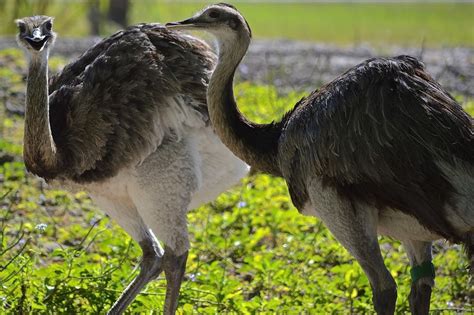 We need to convert 170 cm to inches. Rhea (Rhea americana) | Height: 67 inches tall (170 cm) at t… | Flickr