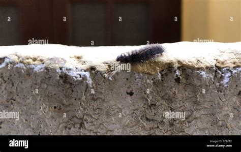 Insecte Sur Le Mur Banque De Photographies Et Dimages à Haute