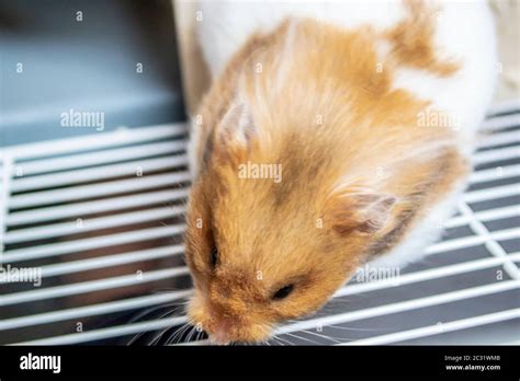 Closeup Of A Syrian Hamster Stock Photo Alamy