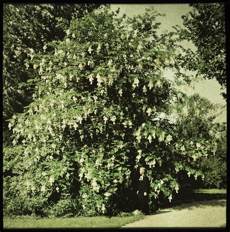 Virgilia Tree With Laura Coates Reed The Pendergast Years