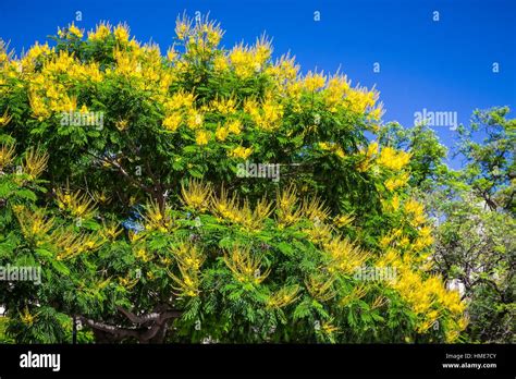 A Decorative Tree With Yellow Flowers On Plaza Lavalle In Buenos Aires