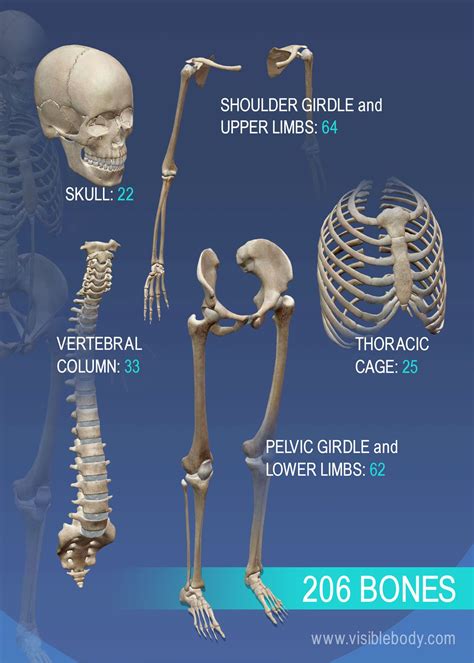 The Bones And Their Functions Are Labeled In This Diagram Which Shows