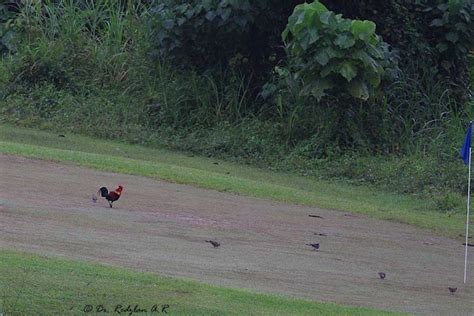 birds and nature photography raub red junglefowl at padang golf raub