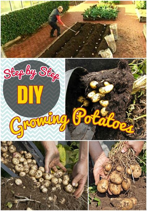 Diy Growing Plants How To Grow Potatoes In Containers Step By Step Tutorial