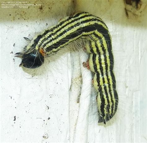 My caterpillar has a blue body with a white stripe down the middle and black on both sides, what is it? Bug Pictures: Yellownecked caterpillar (Datana ministra ...