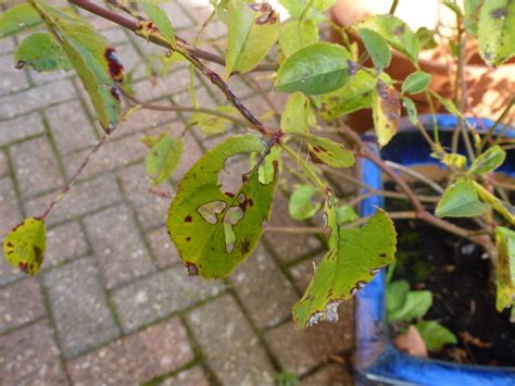 Rose bushes are attractive additions to any landscape and their blooms come in a wide range of colors. Rose Bush Leaves : Grows on You