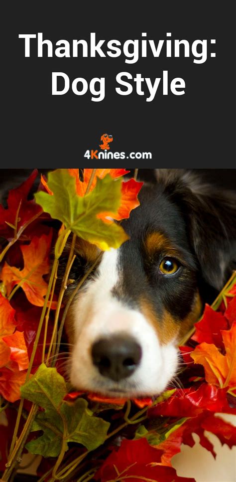 4knines Blog Home Page Doggie Style Dog Health Tips Dog Thanksgiving