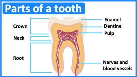 Parts Of A Tooth 🦷 Tooth Anatomy And Function Easy Science Lesson