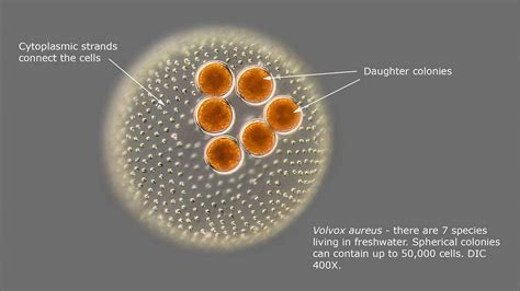 Volvox Carteri