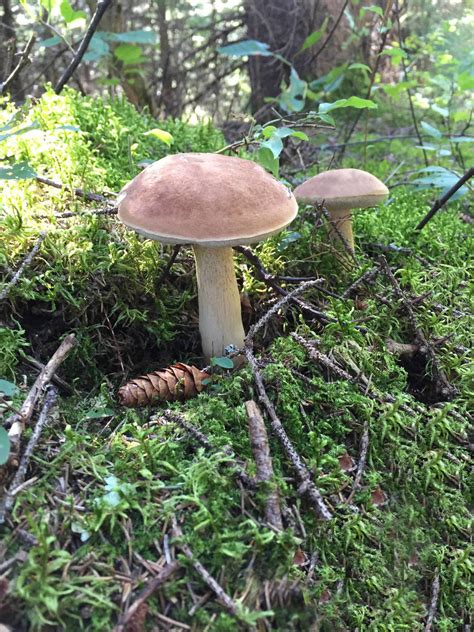 Porcini Mushroom Mushroom Hunting And Identification Shroomery