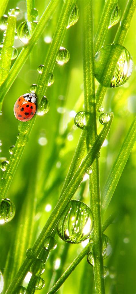 Ladybug Green Grass Water Droplets 1242x2688 Iphone Xs