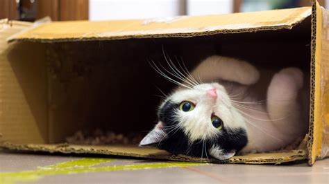 Why Do Cats Love Boxes So Much Live Science