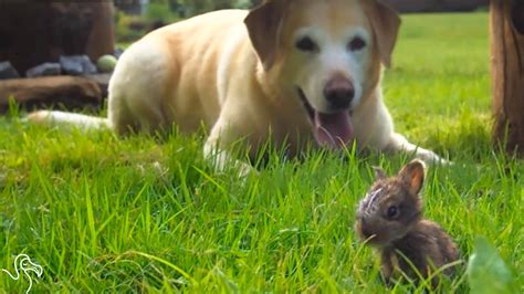 Dog Is Completely Convinced This Bunny Is A Puppy The
