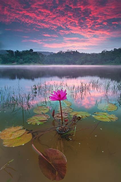 Lotus And Sunset A1 Pictures