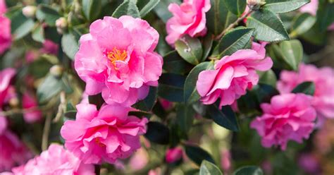 Alabama Beauty Camellia Southern Living Plants