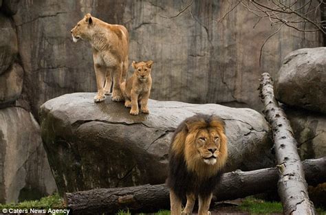 Footage Of Moment Papa Lion Meets Baby Cubs For First Time