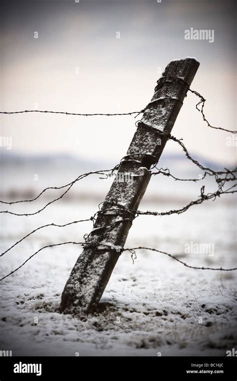 Barbed Wire Fence Old High Resolution Stock Photography And Images Alamy