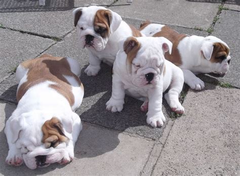 Puppies for sale near wisconsin your search returned the following puppies for sale. British Bulldog Pups 4 Dogs ,1 bitch KC,READY NOW ...