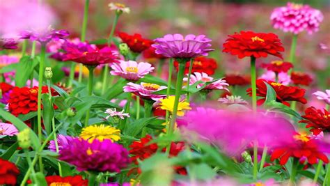 A Lush Field Of Various Colorful Zinnia Flowers Stock Footage Video