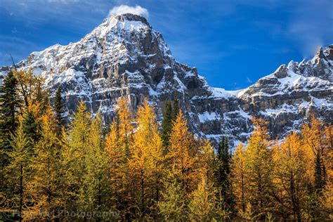 Autumn Colors Larch Valley Banff National Park Alberta Flickr